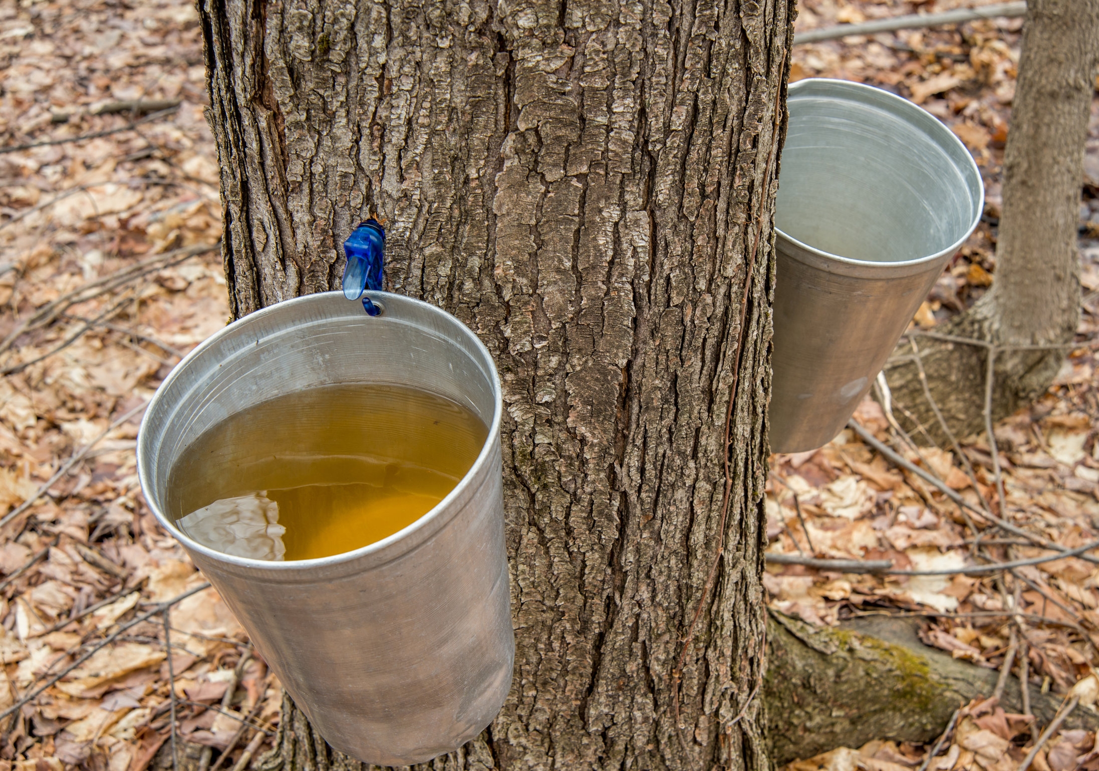 Trump doubles down, accuses Obama of tapping Canadian Maples