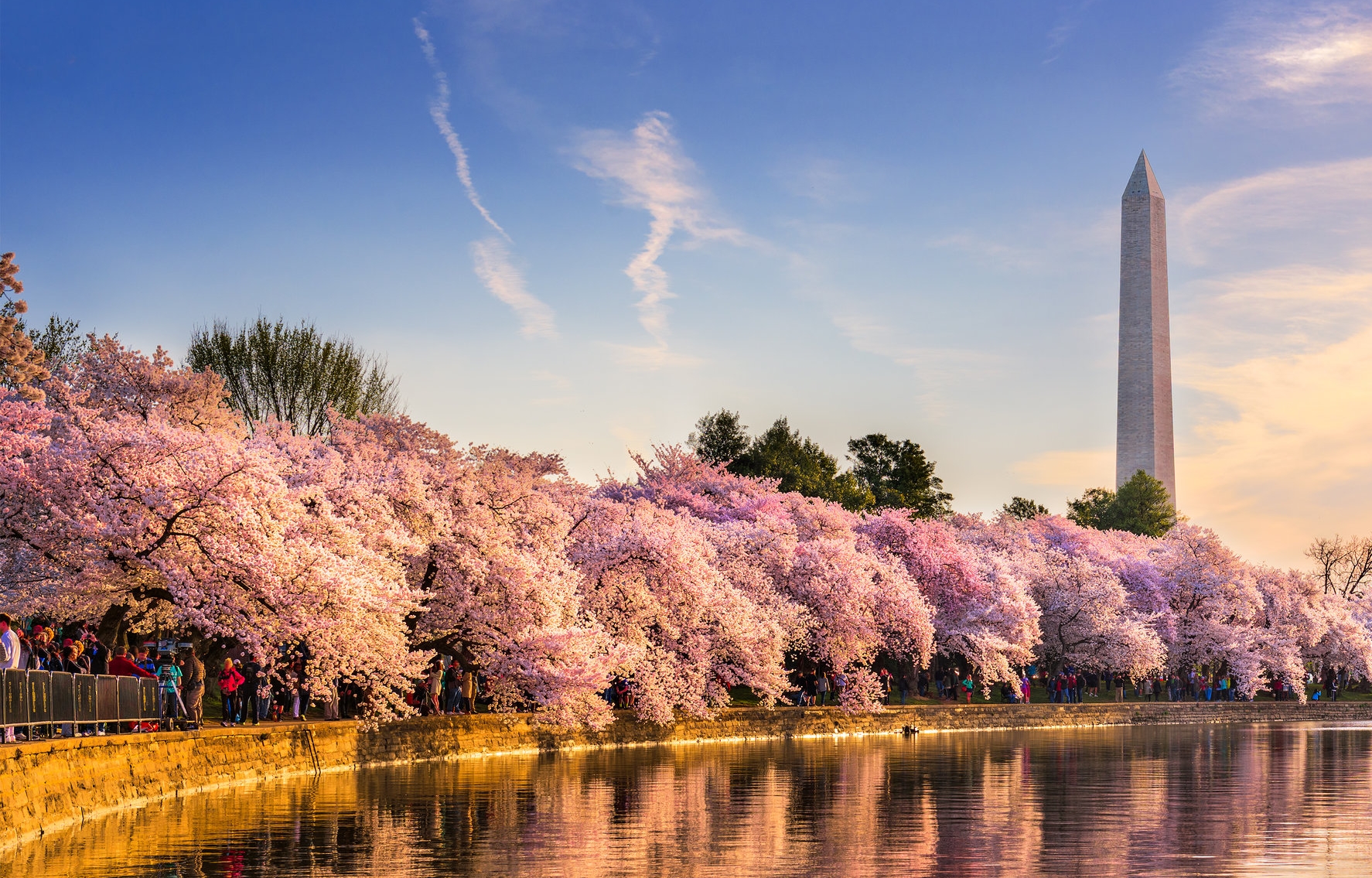 Texas lawmaker accuses cherry blossoms of promoting feminist agenda on government property