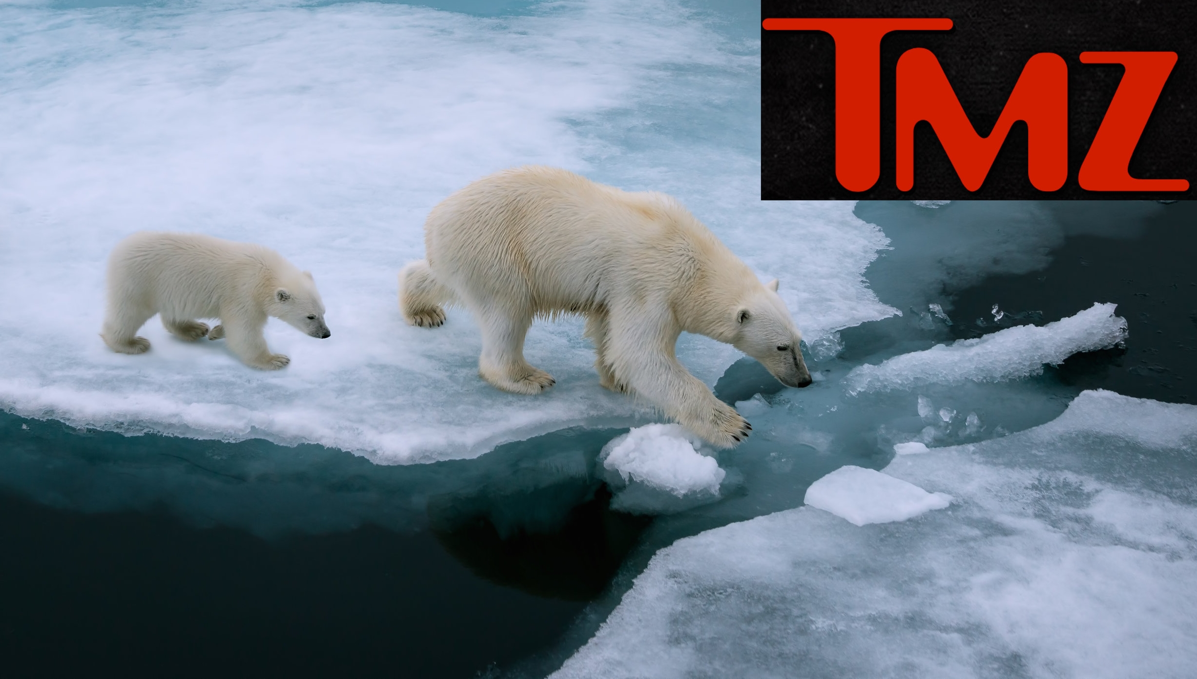 TMZ faces backlash after placing “Earth” on celebrity death-watch 